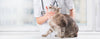 Virbac Alimento Gatos Cat Weight Loss Crontrol Control Peso Bajo Grasa  Pienso Croqueta