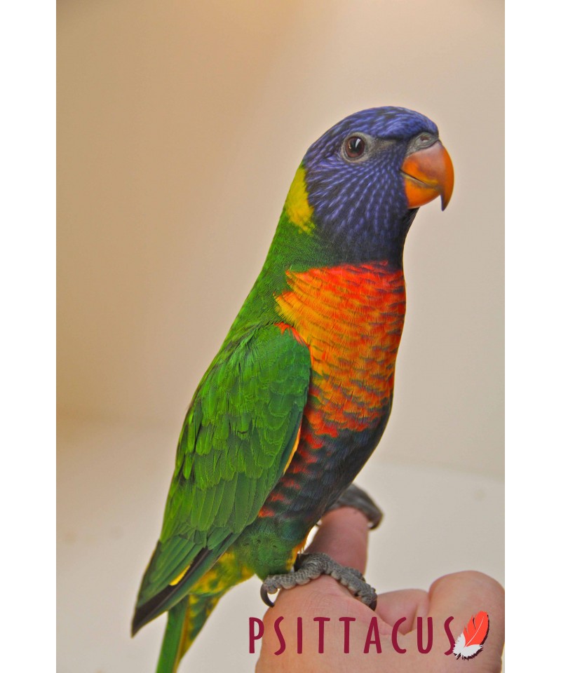 psittacus HE 800gr - Alles voor uw vogel psittacus HE 800gr - Alles voor uw vogel