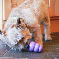 Kong Senior Juguete Rellenable para Perro Adulto Mayor Senior