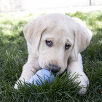 Kong Puppy Juguete Rellenable para Perro Cachorro