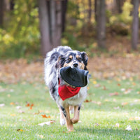 Kong Extreme Flyer: La Experiencia de Adiestramiento Canino Avanzada