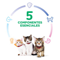 Hills Science Diet Kitten Alimento Gatos cachorros Original Croqueta Gatitos