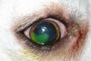 Holliday Epitelizante Ocular Unguento Perro Gato 3.5 gr