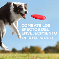 Hill's Science Diet Small & Mini Senior Vitality Alimento para Perro Senior Razas Pequeñas y Mini
