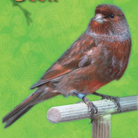 Ocell Alimento Aves Pasta Extra Zanahoria Avivar Color