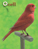 Ocell Alimento Aves Factor Rojo Brillo Cambio Color