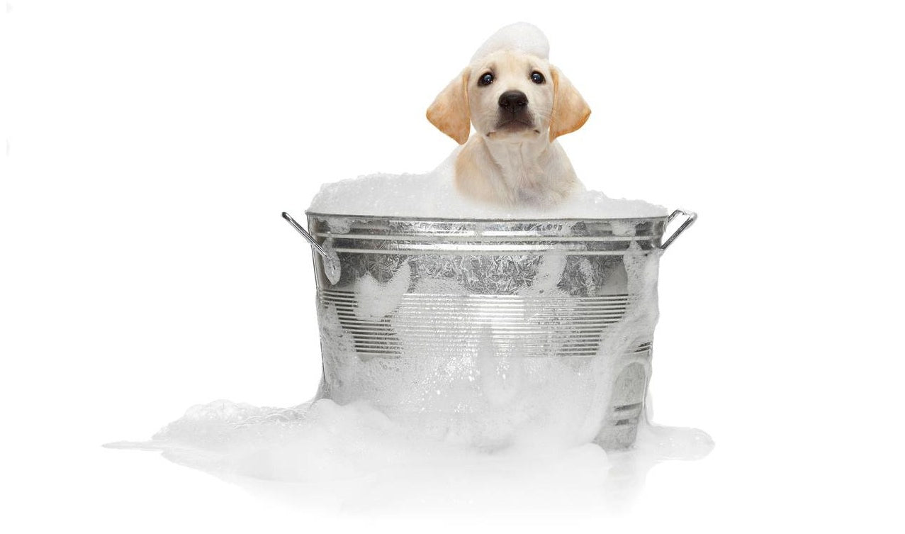 Virbac Allergroom Shampoo 237 ml Dermatitis Alergica Seborrea Hipotiro