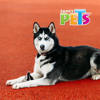 Juguete para Perro Dental con Sabor Filete Fancy Pets.