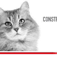 Royal Canin Alimento Gatos Renal Support F Feline Enfermedad Renal Pienso Croqueta