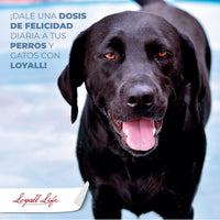Loyall Life Dog Food Adulto Lamb & Brown Rice  Perro Adulto Cordero Arroz