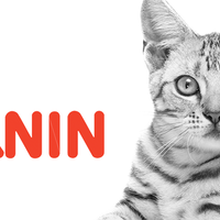 Royal Canin Alimento Gatos Gastrointestinal High Energy Feline 4 kg Diarrea Infeccion Intestinal