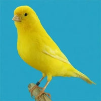 Ocell Alimento Aves Canarios Pasta Profesional Amarilla Mantenimiento 1 kg