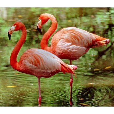 MyA Alimento Flamencos Mantenimiento 20 Kg Flamingos Comida Aves