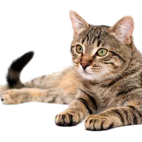 Hills Science Diet Alimento Gatos Adult 7+ indoor Croquetas Pienso