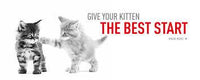 Royal Canin Alimento Gatos Development Kitten Feline Gatito Cachorro Pienso Croqueta