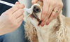 Virbac CET Kit Cepillo Dental Control Sarro Perros Gatos Remueve Placa