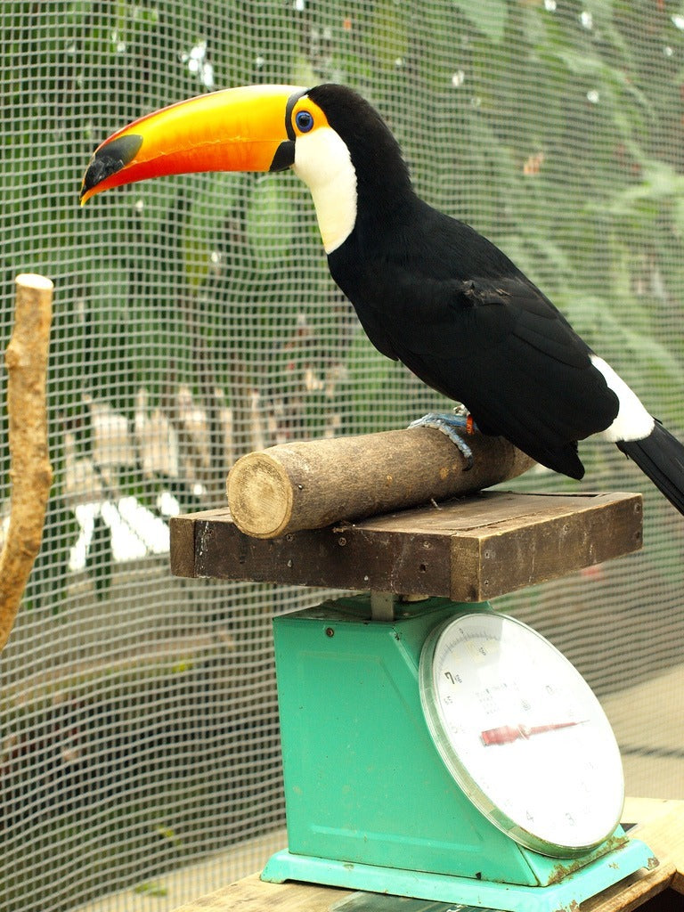 MYA Alimento Aves Exoticas Tucanes Tucanetas 10 kg Croqueta Pienso