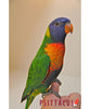 Psittacus Alimento Aves Lory Nectar Complementario Loros Periquitos Pienso Croqueta