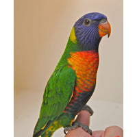 Psittacus Alimento Aves Lory Nectar Complementario Loros Periquitos Pienso Croqueta
