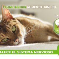 Nupec Caja con 4 piezas Alimento Húmedo Gato Indoor 100 Gr