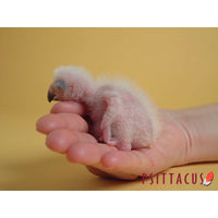 Psittacus Alimento Aves Papilla Neonatal 1 kg 7 a 15 dias Psitacidos Primera Edad Loros Guacamaya
