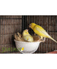 Psittacus Alimento Canarios Eggfood Pasta Seca Cria Complementaria Canarios