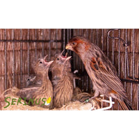 Psittacus Alimento Aves Silvestres Eggfood Pasta Cria 1 kg Jilgueros Pardillos Verderones