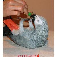 Psittacus Alimento Aves Eggfood Pasta Cria Aves Pequeñas Ninfas Agapornis