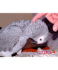 Psittacus Alimento Aves Pienso Reproduccion 12 kg Aves Grandes Cotorras Amazonas Croquetas
