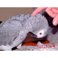 Psittacus Alimento Aves Pienso Reproduccion 12 kg Aves Grandes Cotorras Amazonas Croquetas
