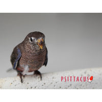 Psittacus Alimento Aves Croquetas Formula Micro Psitacidos Inactividad Reproductiva Ninfas Cotorras