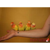 Psittacus Alimento Aves Formula Minor Pienso Aves Pequeñas Medianas Croquetas