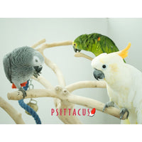 Psittacus Alimento Aves Pienso Reproduccion 15 kg Croquetas Psitacidos Loros Guacamayas
