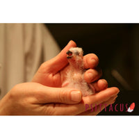 Psittacus Alimento Aves Papilla Psitacine Crop Milk 500 gr 0 a 7 Dias Posteclosion Psitacidos Granivoros