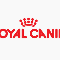 Royal Canin Alimento Gatos Development Kitten Feline Gatito Cachorro Pienso Croqueta