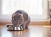 Virbac Alimento Gatos Cat Kidney Support 3 kg Insuficiencia Renal Pienso Croqueta