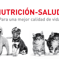 Royal Canin Alimento Perros Starter Mousse Gestantes Recien Nacidos Lata 150 gr iPos