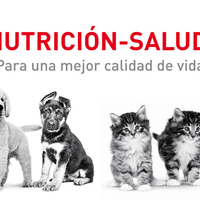 Royal Canin Hair & Skin Care Loaf Gatos Adulto Cuidado Pelo Lata Alimento Húmedo 145gr iPos